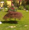 Artari japonezi  acer palmatum dissectum garnet