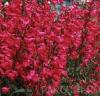 Flori de gradina perene PENSTEMON / Penstemon hybrid ''R.H. Red"