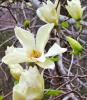 Magnolia elizabeth  (magnolia cu flori galbene)