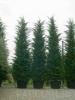 Arbori rasinosi CUPRESSOCYPARIS LEYLANDII `PYRAMIDALIS`ghiveci 230 litri , h=550-600