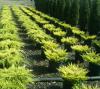 Arbusti rasinosi juniperus lime glow clt 10