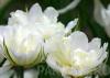Bulbi de lalele flori duble timpurii, Mondial, 7 BUC./Punga, flori duble, albe