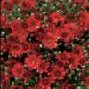 Flori de gradina perene CHRYSANTHEMUM BRANROYAL RED/CRIANTEMA