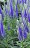 Flori de gradina perene Veronica spicata Baby Blue ghiv c2
