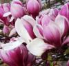 Magnolia soulangiana `purpurea` ghiveci 5 litri,