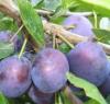 Pomi fructiferi pruni soiul cacanska rana la ghiveci,