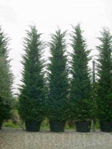 Arbori rasinosi CUPRESSOCYPARIS LEYLANDII `PYRAMIDALIS`ghiveci 230 litri, h=550-600 de gard viu