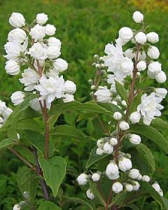 Arbusti de gradina DEUTZIA MAGNIFICA la ghiveci de 5-7 litri tufa formata h= 80-120 cm pt garduri vii