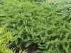 Arbusti rasinosi JUNIPERUS SABINA `TAMARISCIFOLIA` ghiveci 3-4 litri, 30-40 cm