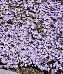 Flori de gradina perene Phlox Subulata Early Spring Lavender ghiveci diametru 9 cm