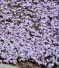 Flori de gradina perene phlox subulata early spring lavender ghiveci