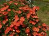 Flori de gradina perene potentilla fruticosa red ace