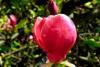 Magnolia soulangiana `rustica rubra` ghiveci 5 litri,