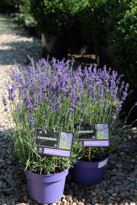 Plante aromatice Lavandula Angustifolia Mustang  C5