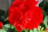 Plante de balcon muscate pelargonium zonale scarlet, rosu deschis,