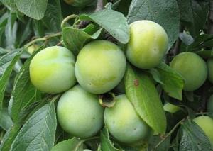 Pomi fructiferi Pruni soiul Renclod verde Puieti fructiferi altoiti.