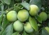 Pomi fructiferi pruni soiul renclod verde puieti