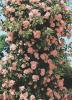 Trandafiri agatatori de gradina urcatori New Dawn, planta formata cu radacini la ghivece de 3.5 l