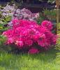 Arbusti cu flori AZALEA JAPONICA BLAW PINKghiveci de 5 litri, planta cu diam. de 30cm