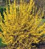 Arbusti de gradina pentru garduri vii forsythia