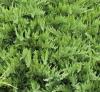 Arbusti rasinosi juniperus sabina `tamariscifolia`