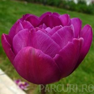 Bulbi de lalele Duble tarzii,  Purple Paeony, flori duble, mov