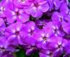 Flori de gradina  perene PHLOX PANICULATA/ PHLOX PANICULATA SWIT SUMMER Purple White  la ghiv de 1 litru