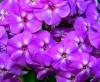 Flori de gradina  perene phlox paniculata/