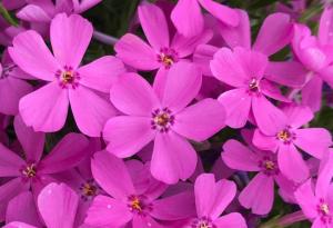 Flori de gradina perene Phlox Subulata Early Spring Light Pink ghiveci diametru 9 cm