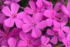 Flori de gradina perene phlox subulata early spring light pink