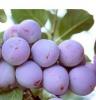 Pomi fructiferi pruni soiul renclod althan la