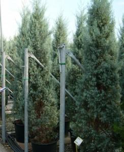 Arbori rasinosi CUPRESSUS ARIZONICA `FASTIGIATA`ghiveci 18 litri, h=125-150cm pt garduri vii