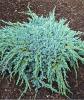 Arbusti rasinosi JUNIPERUS SQUAMATA `BLUE CARPET` ghiveci 7 litri, 40-60 cm