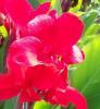 Flori de gradina anuale canna indica red/in