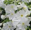 Flori de gradina perene phlox subulata early spring white