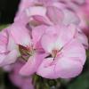 Plante de balcon muscate pelargonium baby face, roz