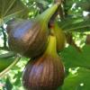 Smochin ficus carica `brown turkey` arbust ramificat la
