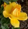Trandafiri pitici de gradina, Limesgold, (galben), plante in ghiveci de 2  litri