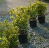 Arbust frunze persistente EUONIMUS JAPONICUSAUREOPICTUS ghiveci 5 litri, h=30-40cm