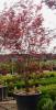 Artar japonez acer palmatum bloodgood ghiveci 7