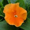Flori bienale: Viola witrokiana /Panselute in ghivece de 9 cm/soiul Pure Orange/