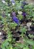 Flori de gradina  perene delphinium pacific blue bird