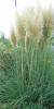 Ierburi graminee cortaderia selloana (iarba de pampas)80/100cm, clt 5