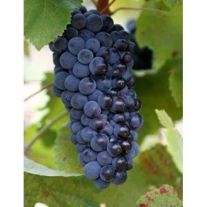 NOU!! Vita de vie soiul `Pinot noir`,planta la ghiveci