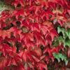 Plante urcatoare vita canadiana  parthenocissus