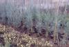 Arbori rasinosi cupressus arizonica `fastigiata`ghiveci 3-4 litri,