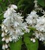 Arbusti de gradina deutzia pride of rochester la