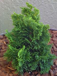 Arbusti rasinosi CHAMAECYPARIS OBTUSA NANA GRACILIS h= 15-20 cm