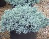 Arbusti rasinosi juniperus squamata `blue star` ghiveci 7 litri ,