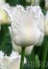 Bulbi de lalele fringed, daytona 7 buc/punga, flori duble, albe,